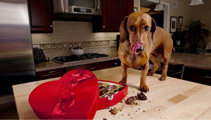 犬類禁止食用巧克力的原因