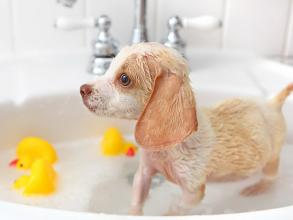 給狗狗洗澡的正確打開方法