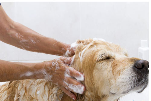 狗狗冬季洗澡的注意事項有哪些