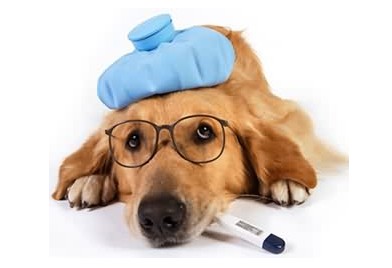 狗狗有哪些常見的傳染病 狗狗常見四大傳染病