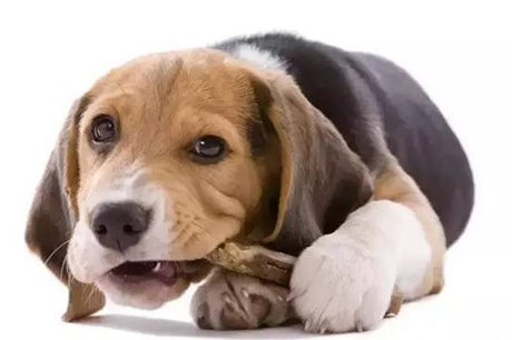 狗狗老年癡呆的症狀有哪些 狗狗老年癡呆怎麼治療