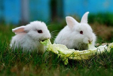 兔子要絕育嗎 母兔絕育的好處有哪些