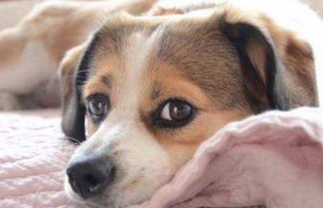 狗狗經常嘔吐怎麼辦 狗狗嘔吐的治療方法