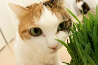 貓草是什麼草 貓草的種類有哪些