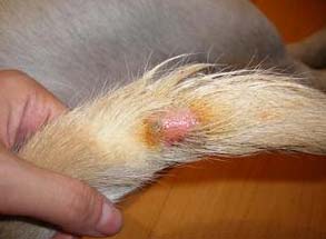 狗狗真菌性皮膚病如何治療？