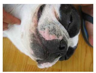 狗狗濕疹的症狀與治療方法