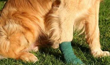 狗狗腿瘸原因與治療方法