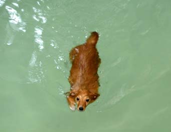狗狗溺水怎麼辦？溺水後如何急救呢？