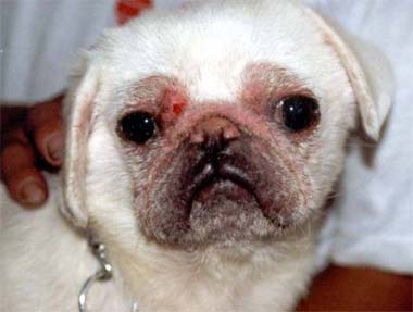 犬蠕形螨病（毛囊蟲病）的病因與症狀