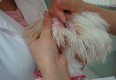 狗狗耳癢螨病因與治療方法