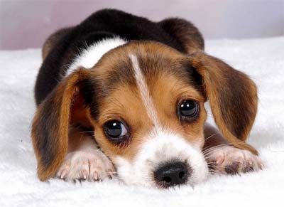 狗狗得了傳染性支氣管炎怎麼辦？