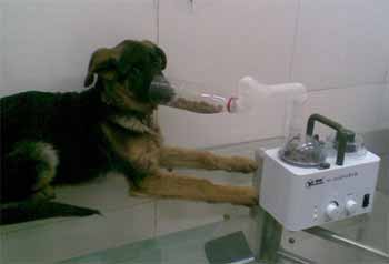 狗狗肺氣腫的病因與治療方法