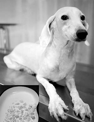 狗狗胸膜炎症狀與防治措施