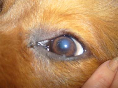 狗狗胸膜炎症狀與防治措施