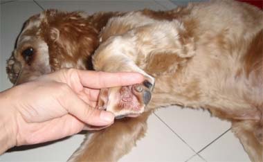 狗狗膿腫的病因與治療