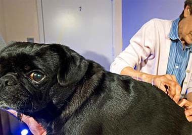 狗狗低血糖的病因和臨床症狀