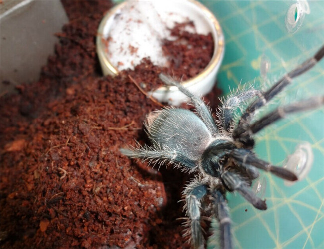 海地咖啡食鳥蜘蛛