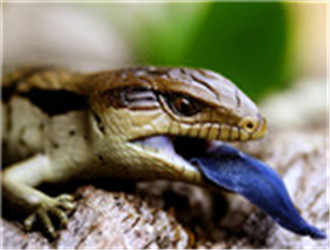 斑點藍舌蜥