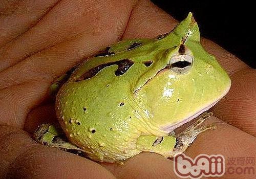 鐘角蛙