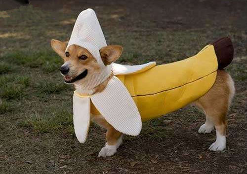 狗狗可以吃香蕉嗎 狗狗不能吃的東西