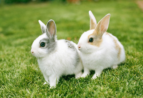 兔子人工受精注意事項 兔子繁殖指南