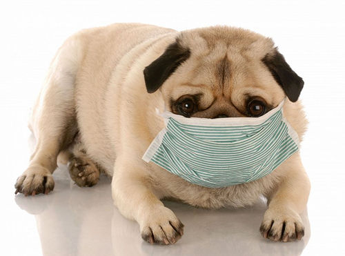 狗狗感冒了怎麼辦 狗狗感冒的治療辦法
