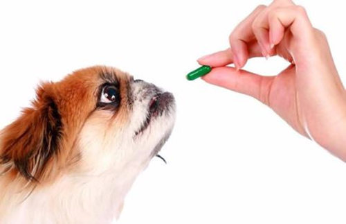 狗狗驅蟲藥怎麼用 狗狗驅蟲藥的作用