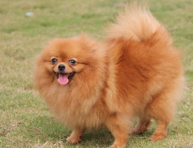 博美犬