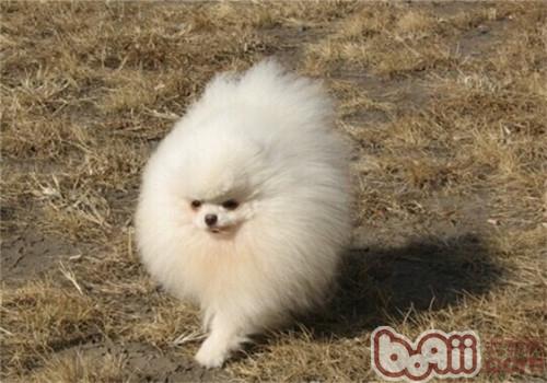 博美犬