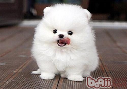 博美犬