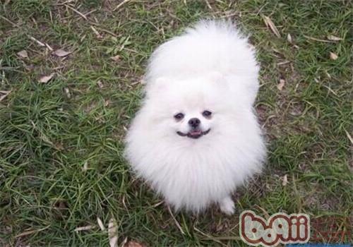 博美犬