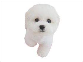 比熊犬