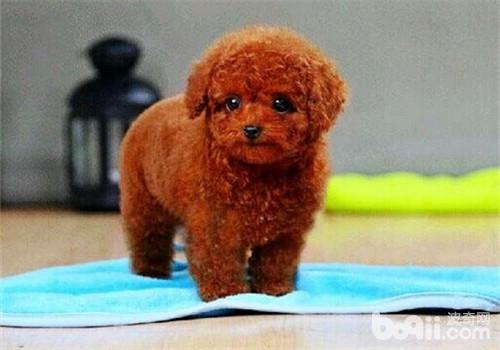 貴賓犬