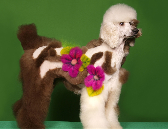 貴賓犬