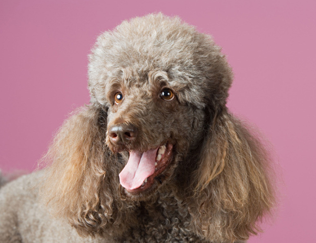 貴賓犬