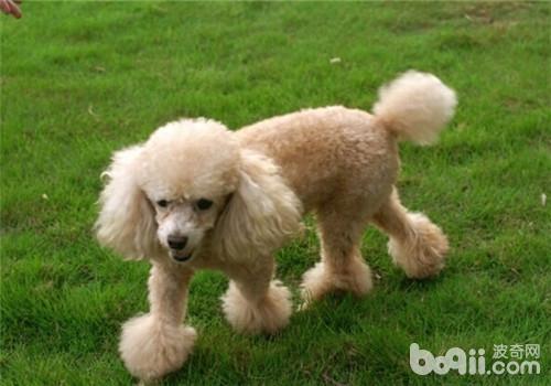 貴賓犬