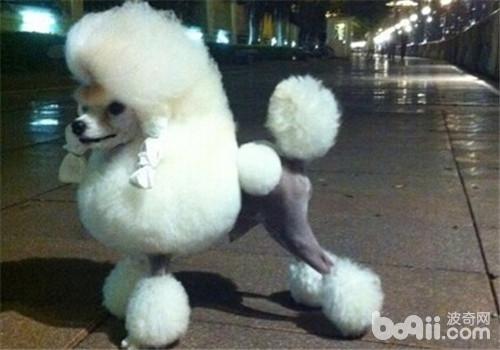 貴賓犬
