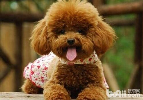 貴賓犬
