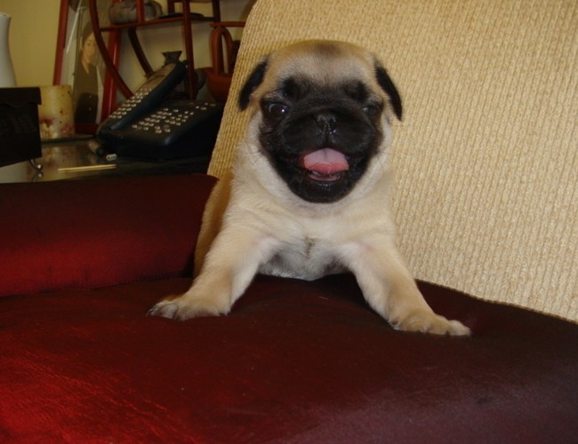 巴哥犬