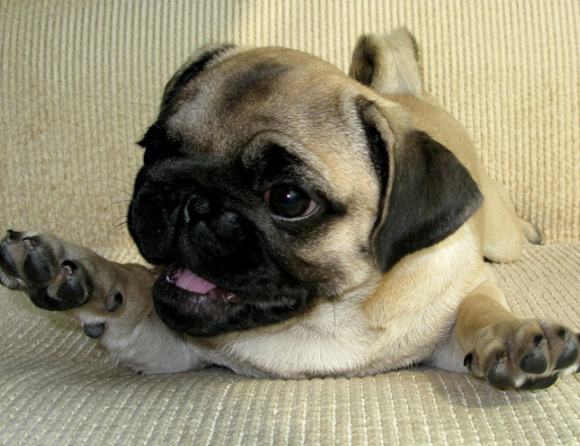 巴哥犬