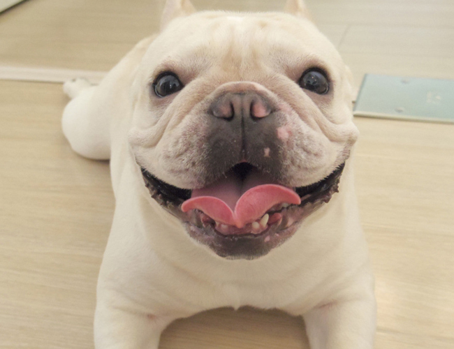 法國斗牛犬