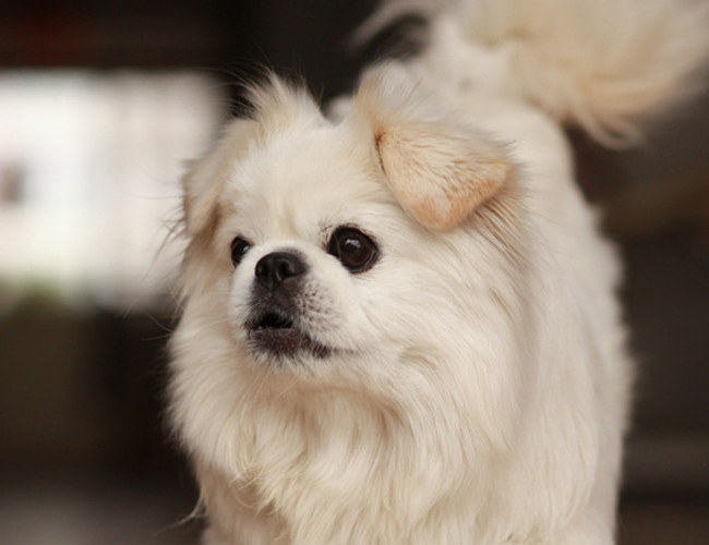 京巴犬