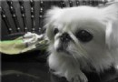 京巴犬