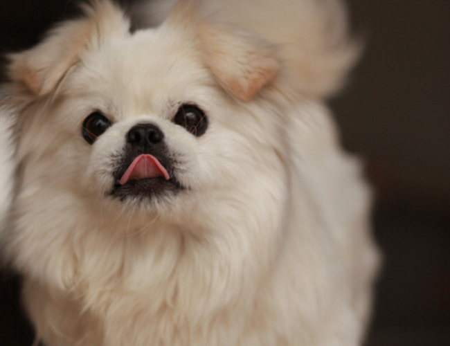 京巴犬