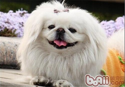 京巴犬