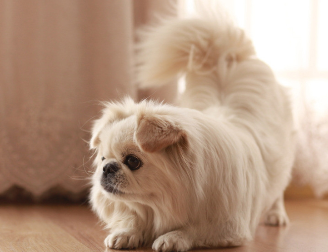 京巴犬