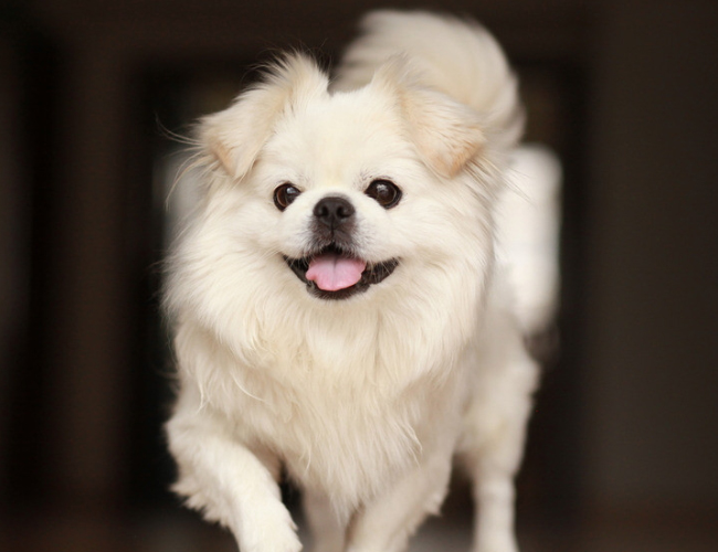 京巴犬