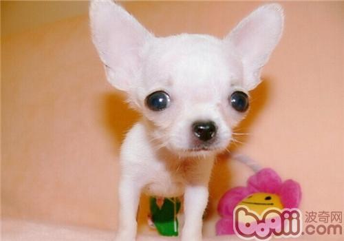 吉娃娃犬