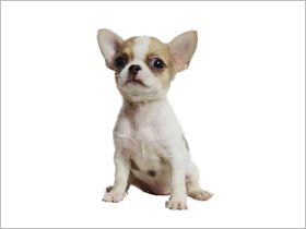 吉娃娃犬