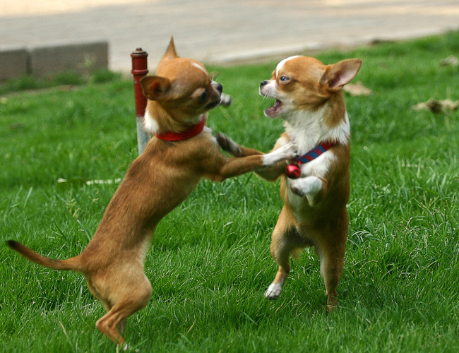 吉娃娃犬